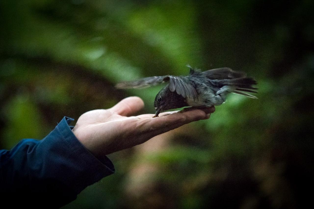 https://img.rezdy.com/PRODUCT_IMAGE/90077/bird_feeding_edited.jpg