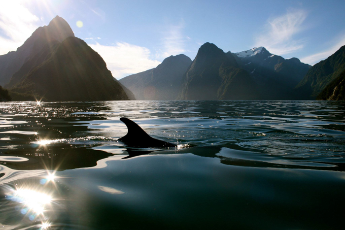 https://img.rezdy.com/PRODUCT_IMAGE/90077/c988da7ede5f4b7f93b76543cff421d8Roscos_guided_kayak_trips_Milford_Sound_tours_6.jpg