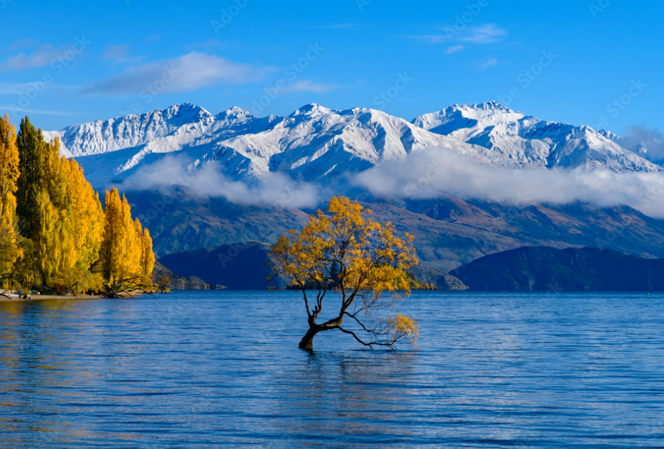 https://img.rezdy.com/PRODUCT_IMAGE/90077/df512d3a96e4465e8eeed7cbaf80b1d7Wanaka_Tree.png