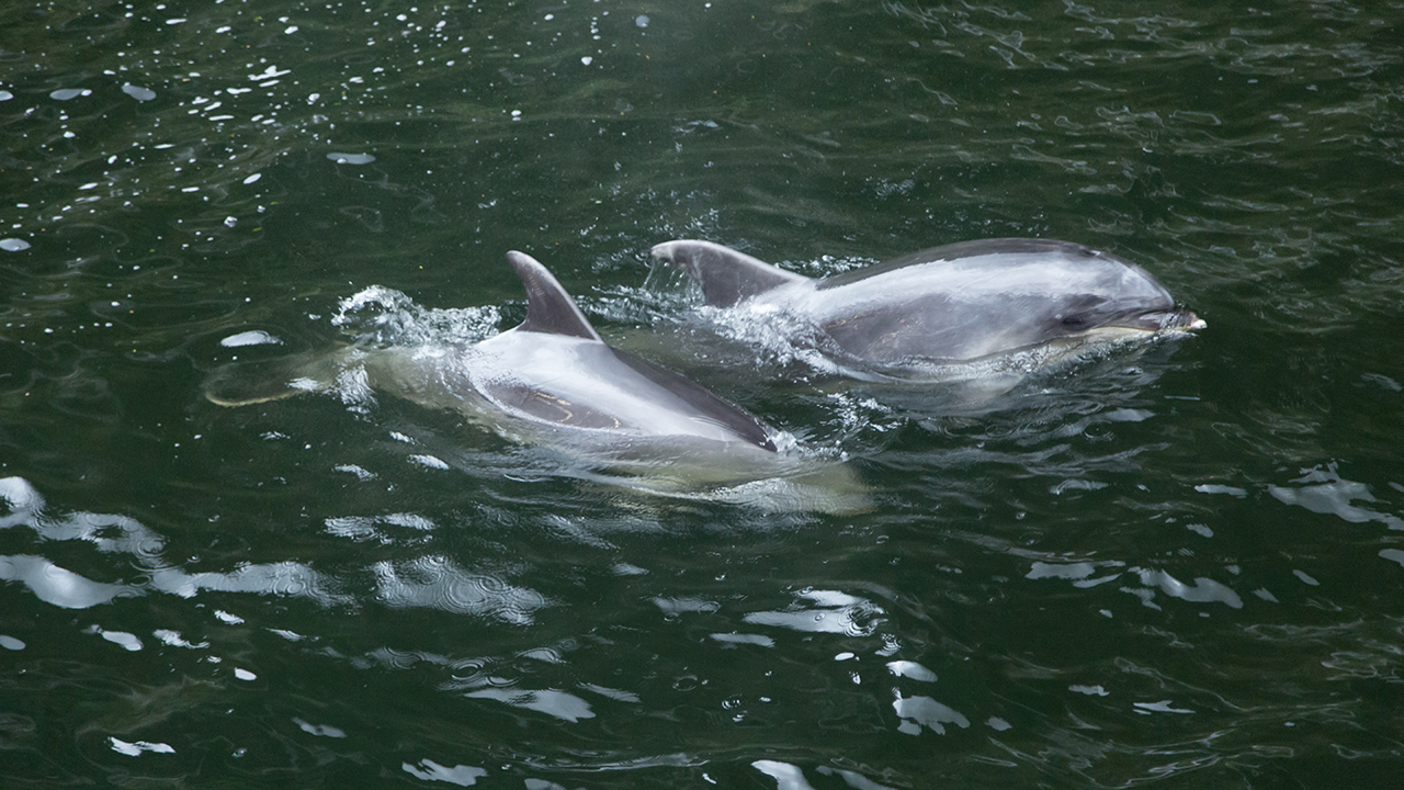 https://img.rezdy.com/PRODUCT_IMAGE/90077/dolphins.jpg