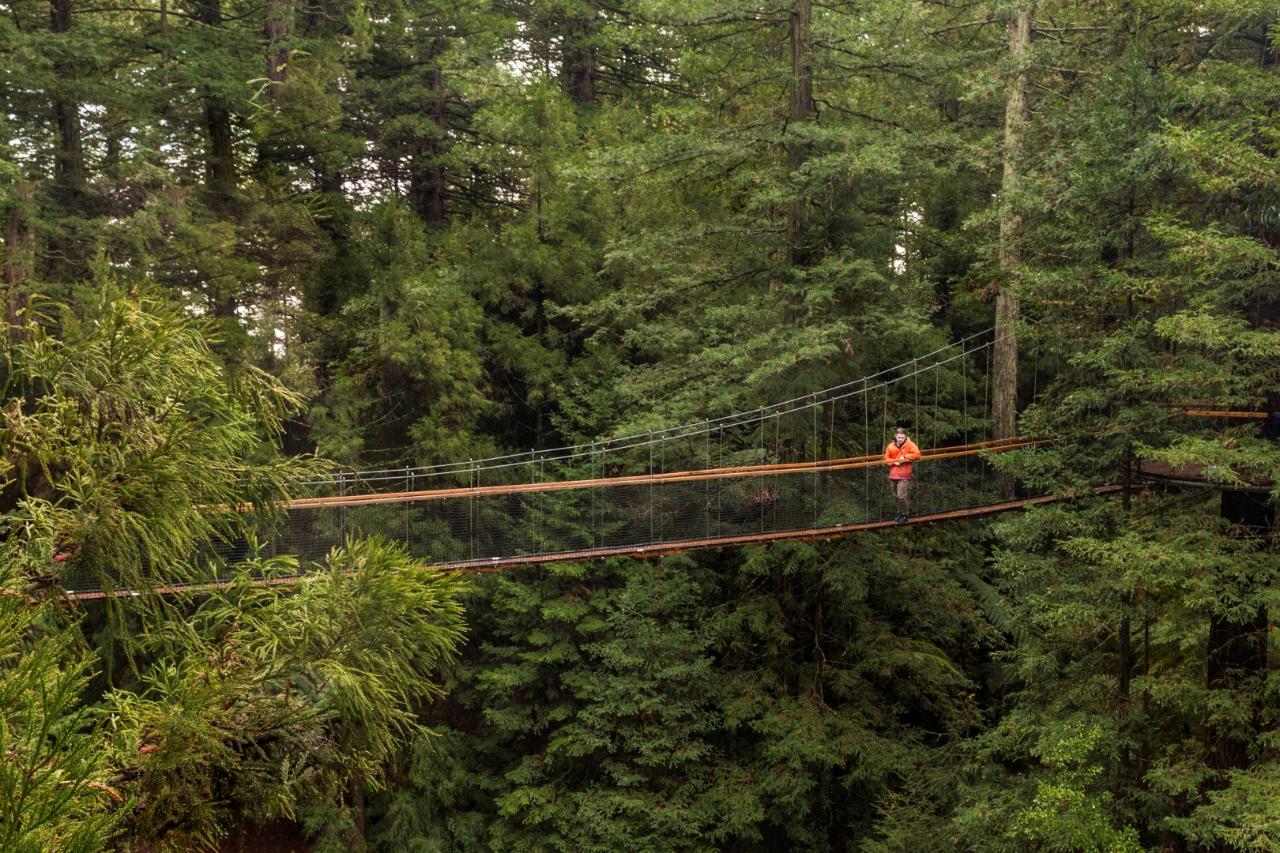 Rotorua Highlights Tour including Te Puia Tour & Redwoods Tree Walk 