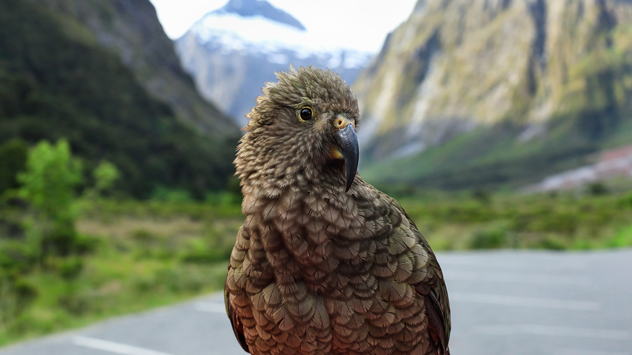 https://img.rezdy.com/PRODUCT_IMAGE/90077/kea_up_close.jpg