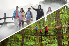 Rotorua Highlights including Te Puia & Redwoods Treewalk Small Group Tour from Auckland