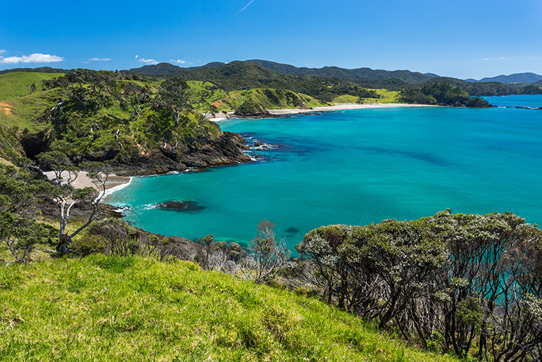 Auckland to Paihia via West Coast Small Group Tour (One Way)