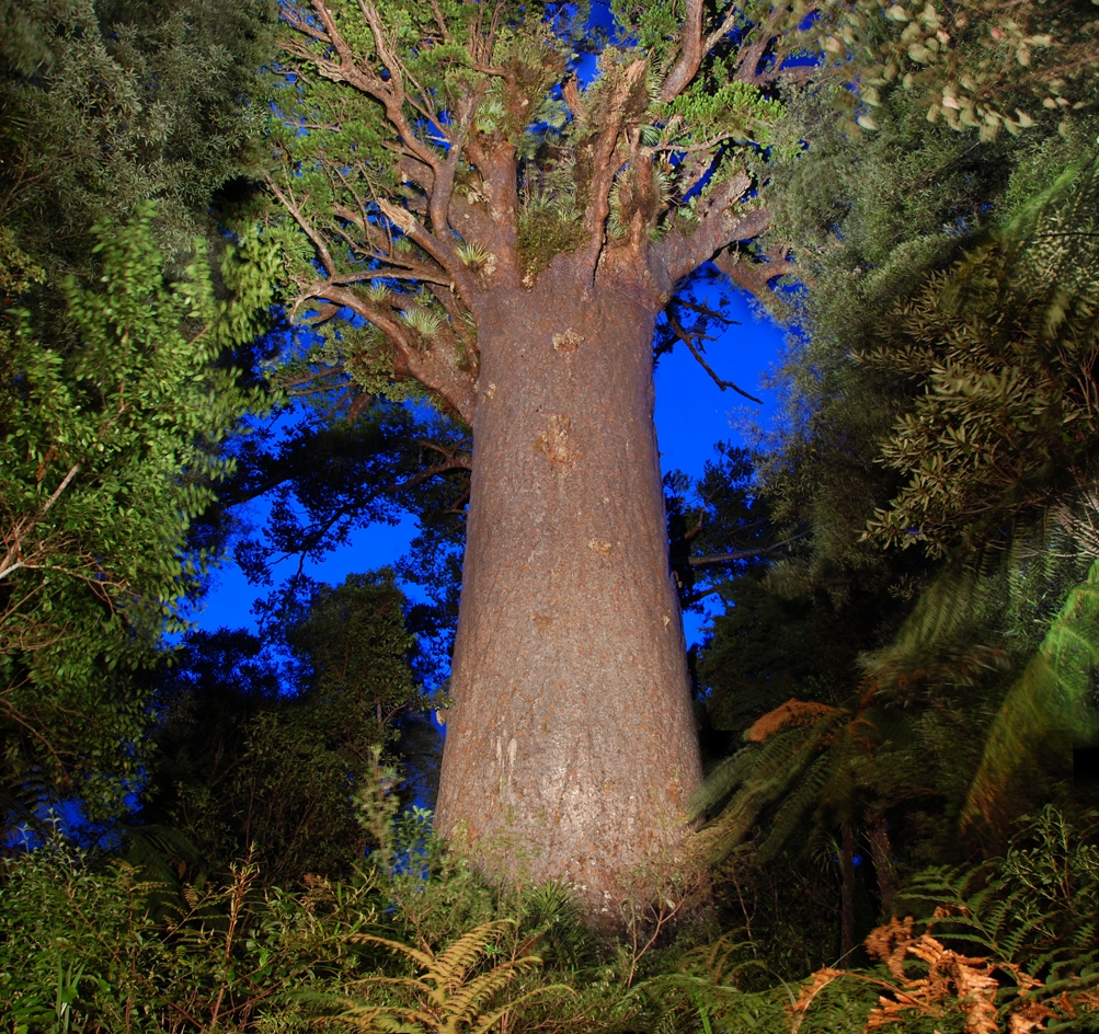 Meet Tane at Night