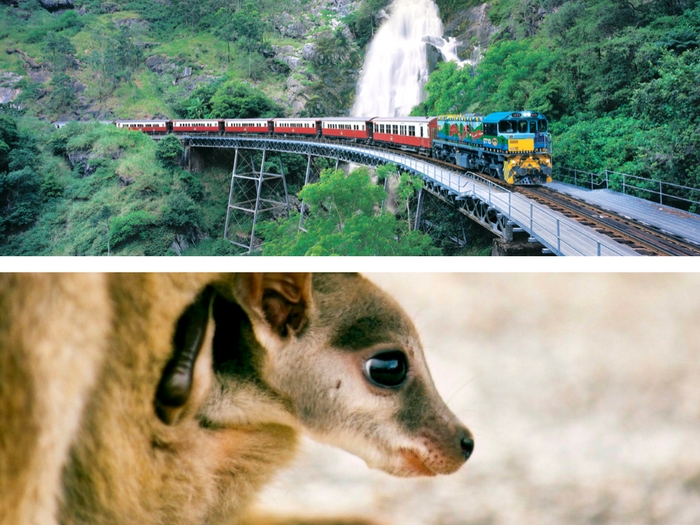 キュランダ列車＋大自然動物探検ツアー（星空観測＋オージーBBQ）