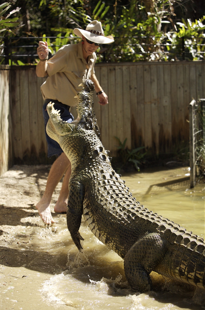 Hartley's Crocodile Adventures / Half Day Tour
