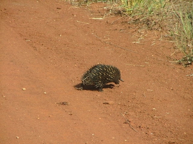 大自然動物探検ツアー（高原から見る感動の星空＋オージーBBQ）