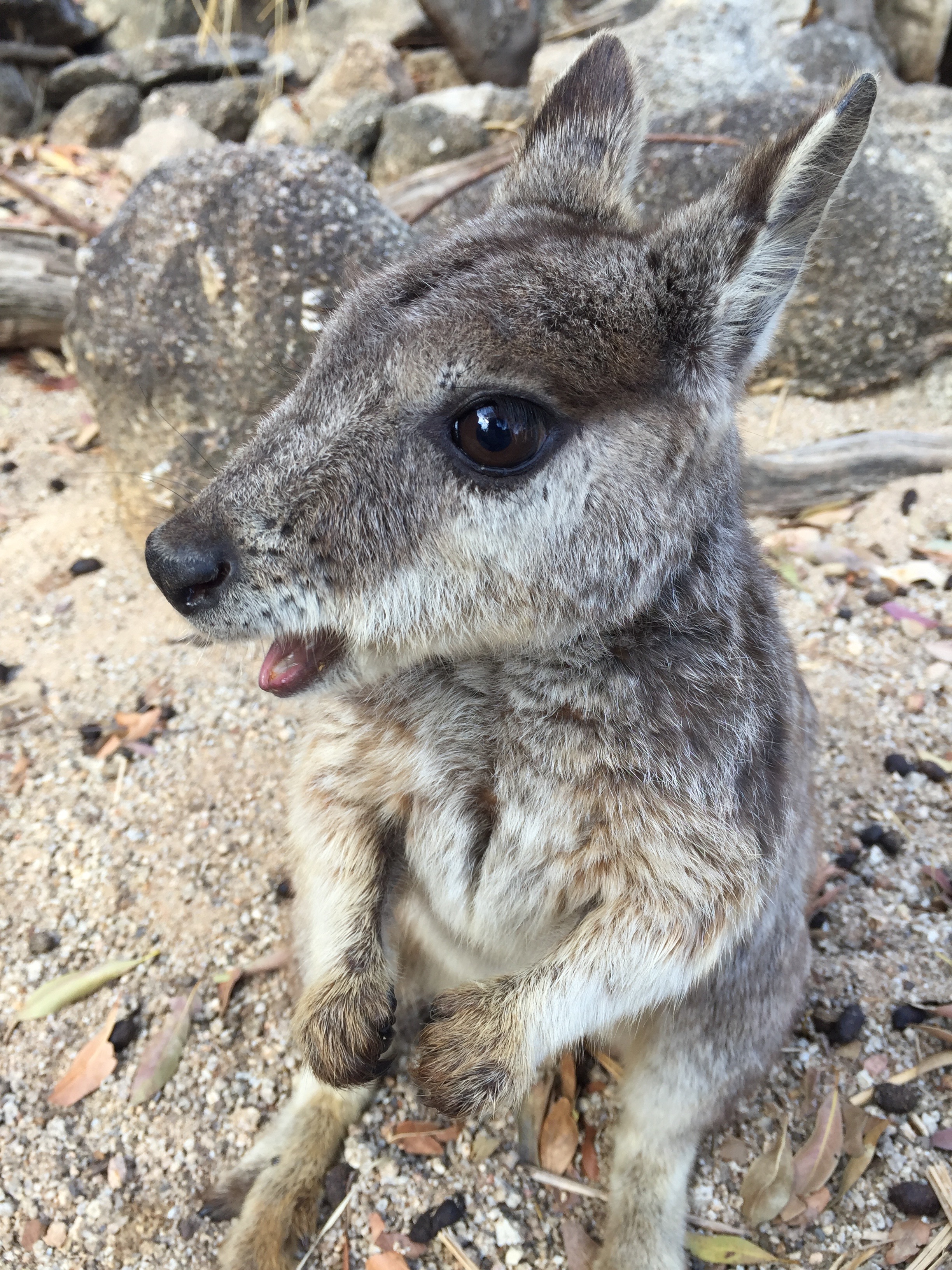 大自然動物探検ツアー（高原から見る感動の星空＋オージーBBQ）