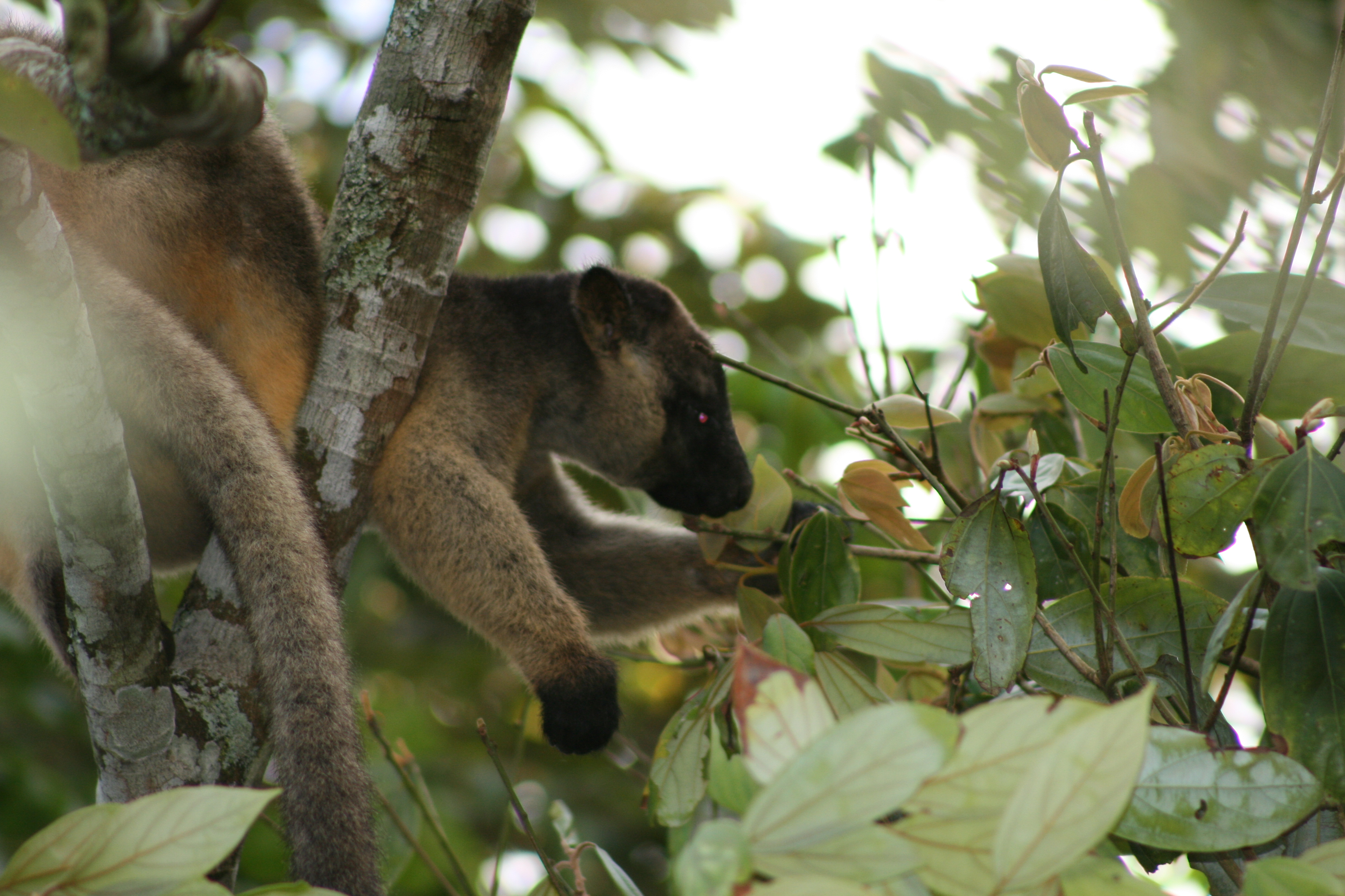 大自然動物探検ツアー（高原から見る感動の星空＋オージーBBQ）