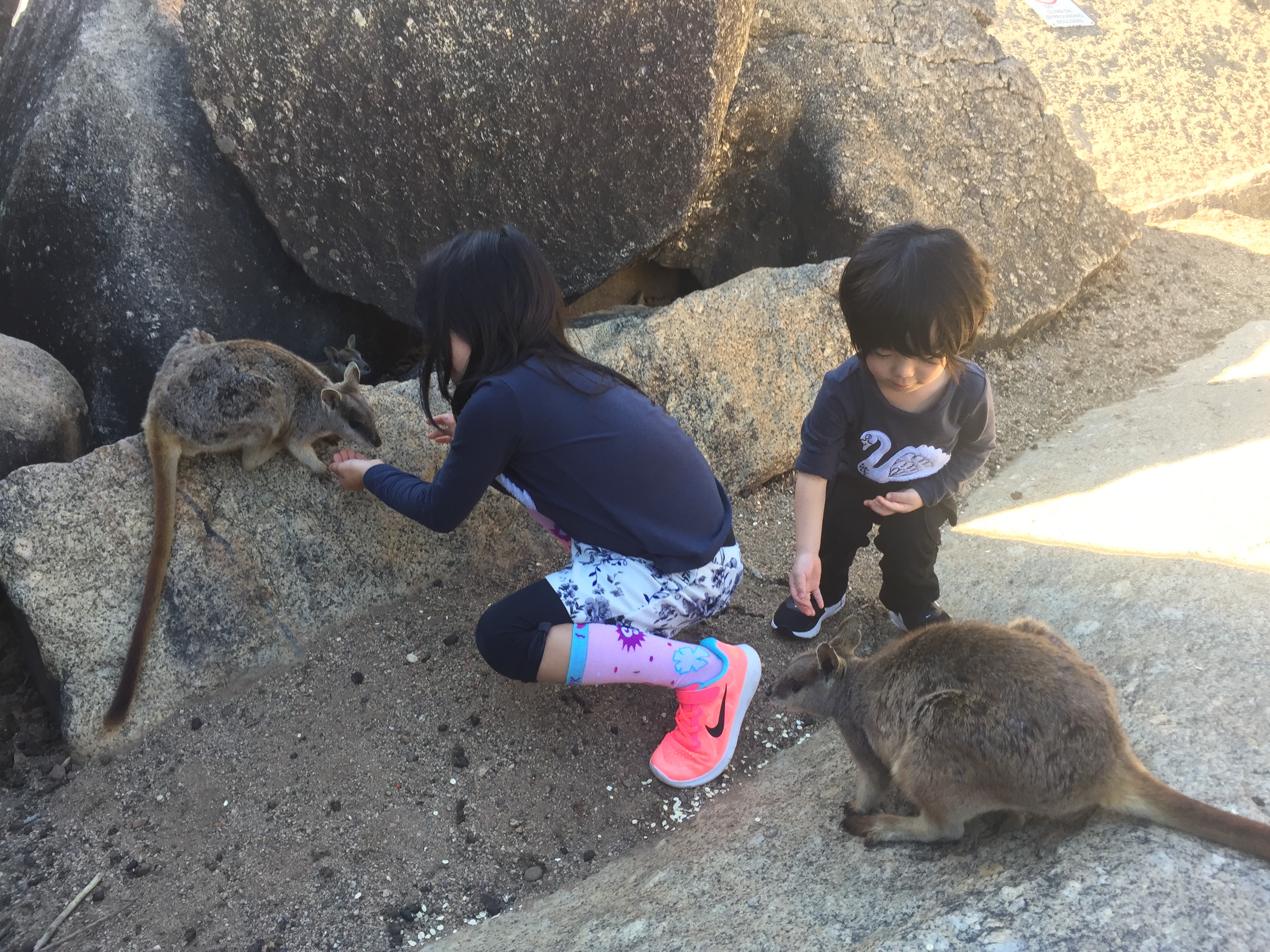 大自然動物探検ツアー（高原から見る感動の星空＋オージーBBQ）