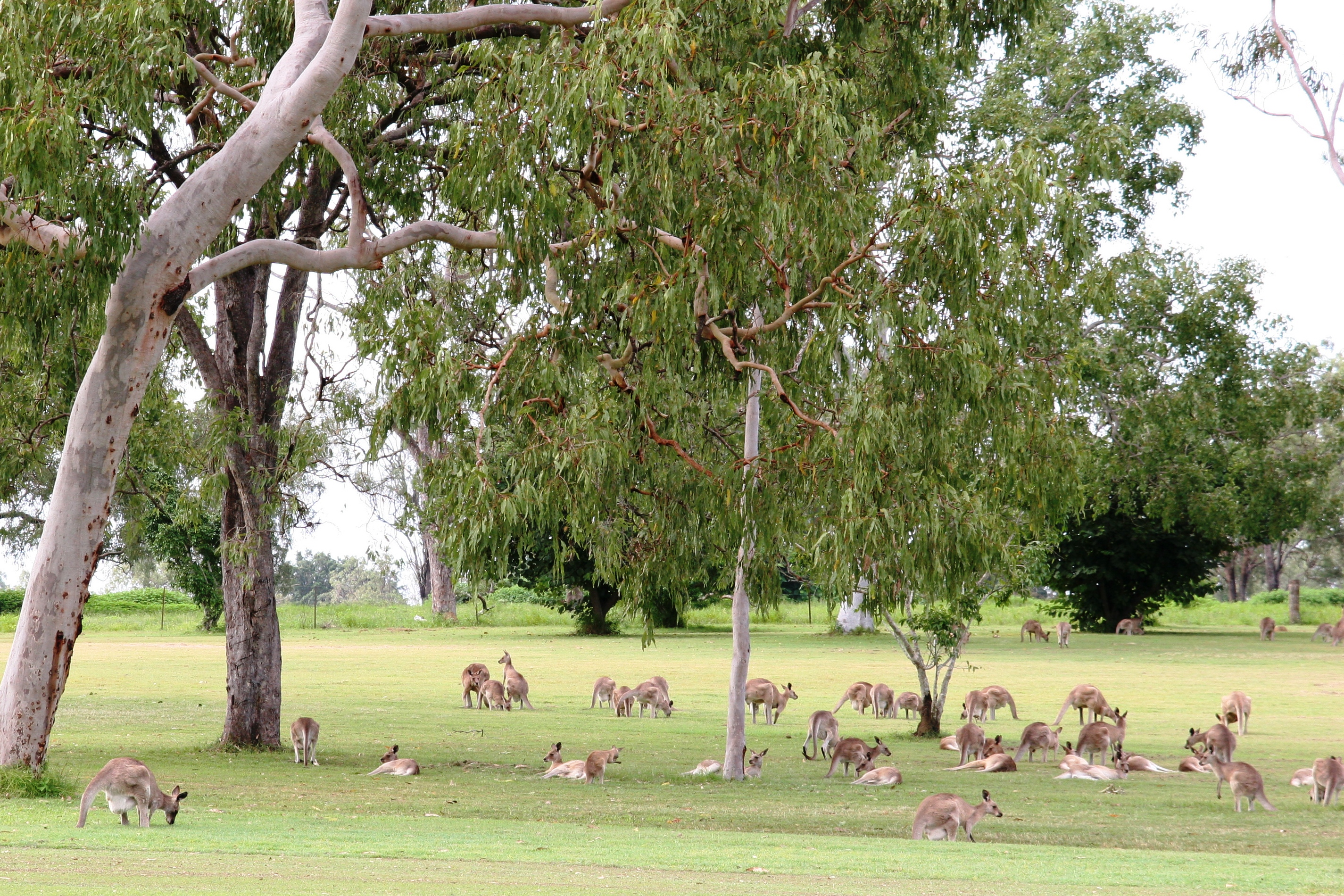 大自然動物探検ツアー（高原から見る感動の星空＋オージーBBQ）