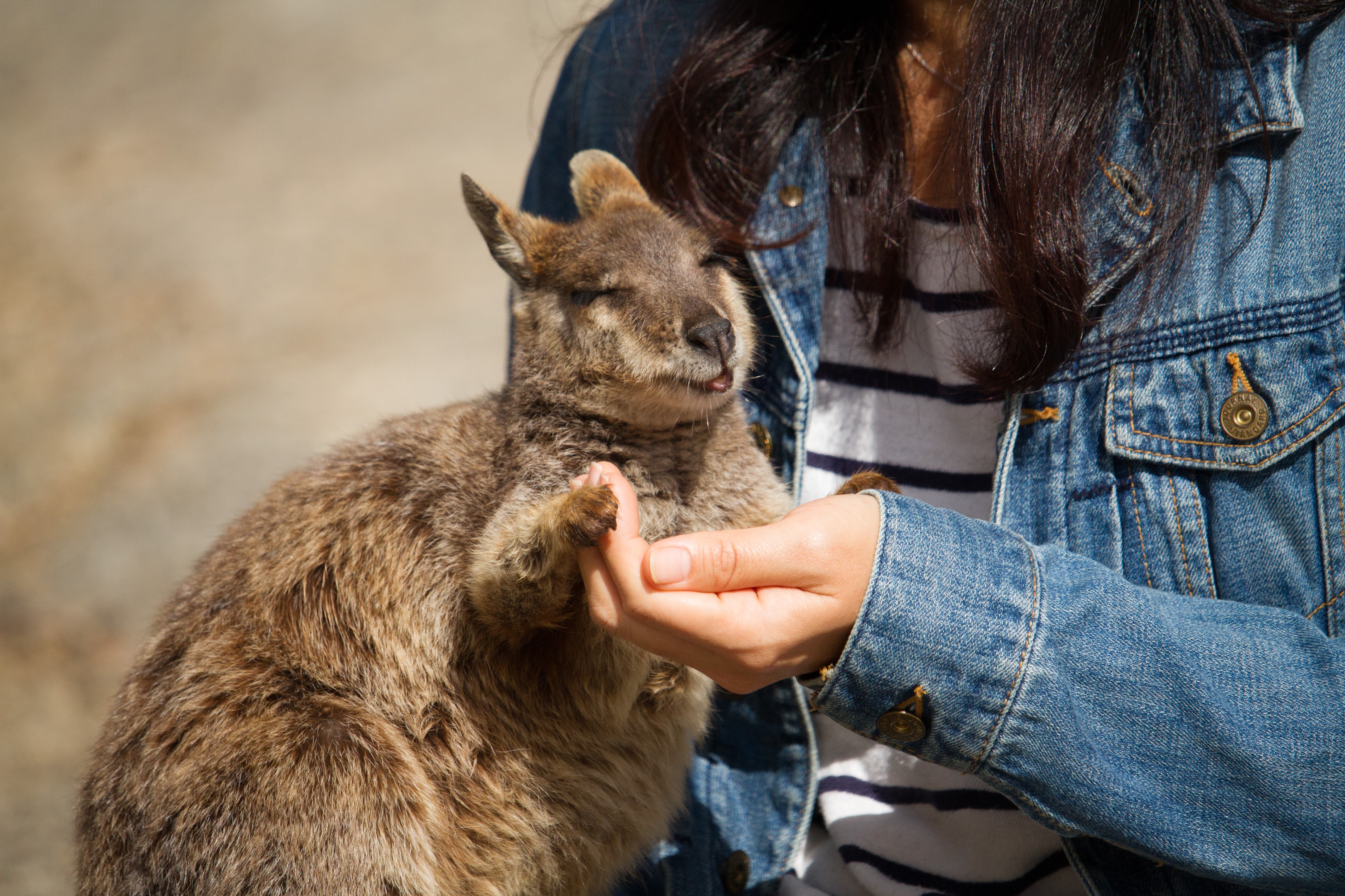 大自然動物探検ツアー（高原から見る感動の星空＋オージーBBQ）