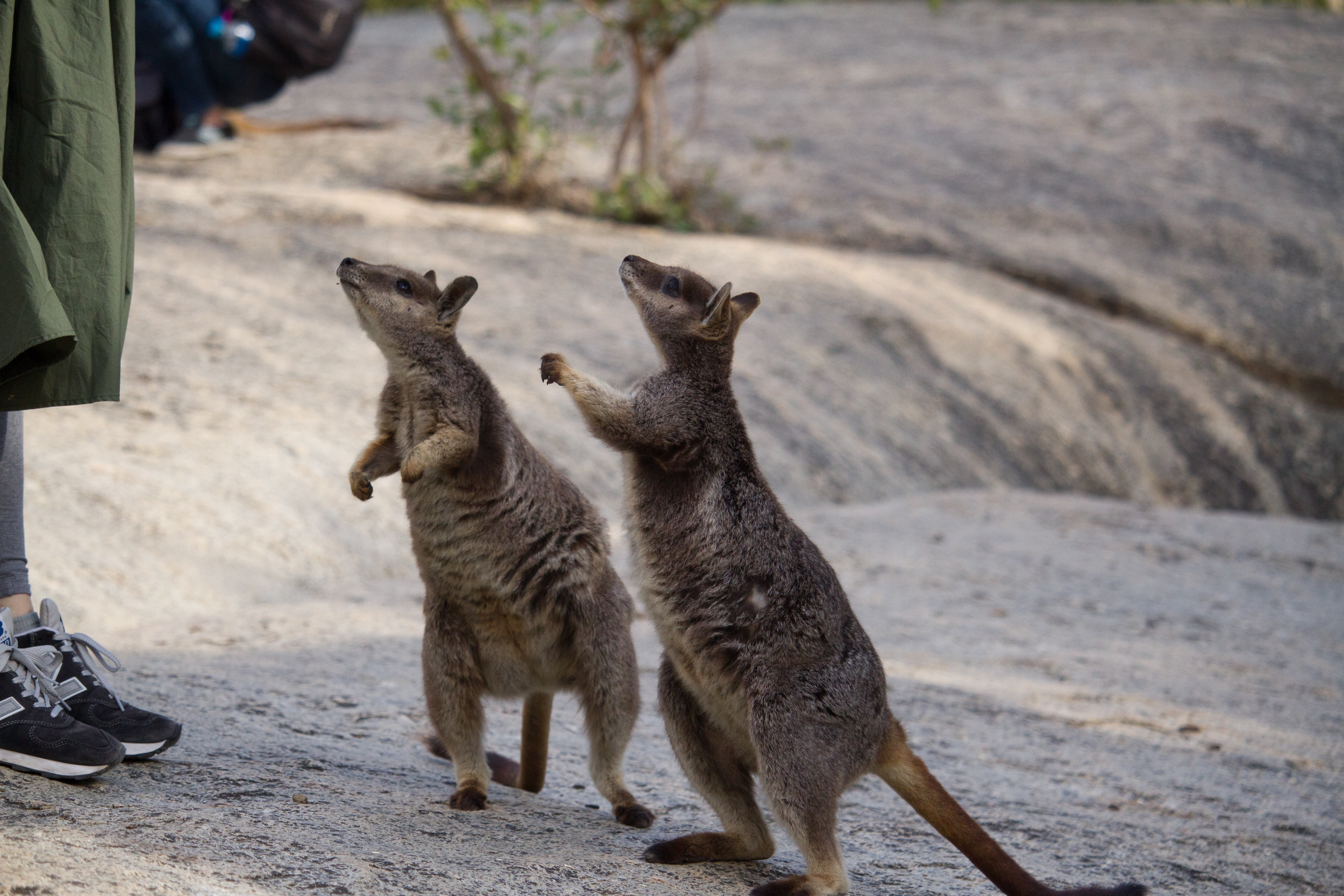 大自然動物探検ツアー（高原から見る感動の星空＋オージーBBQ）