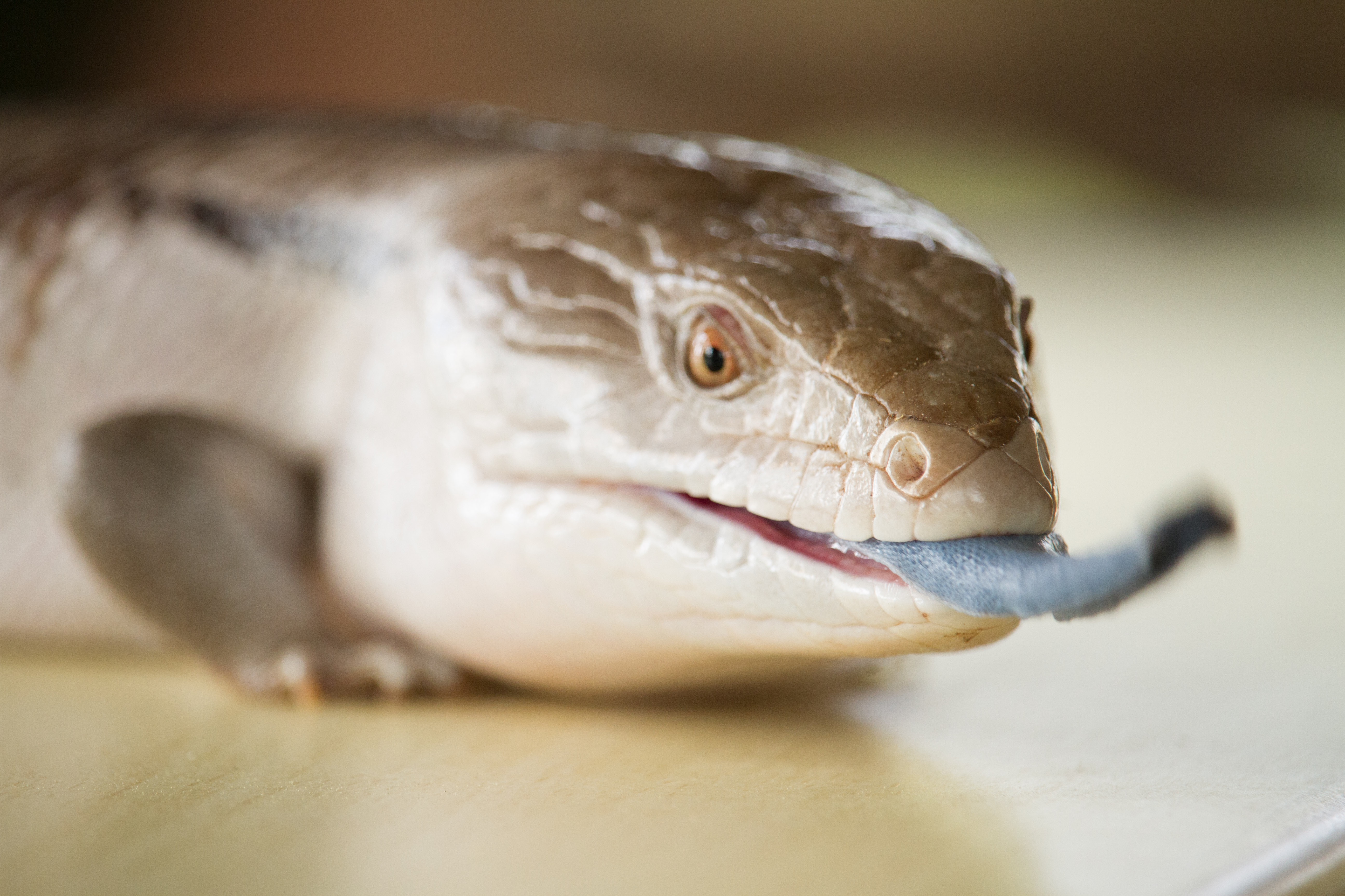大自然動物探検ツアー（高原から見る感動の星空＋オージーBBQ）