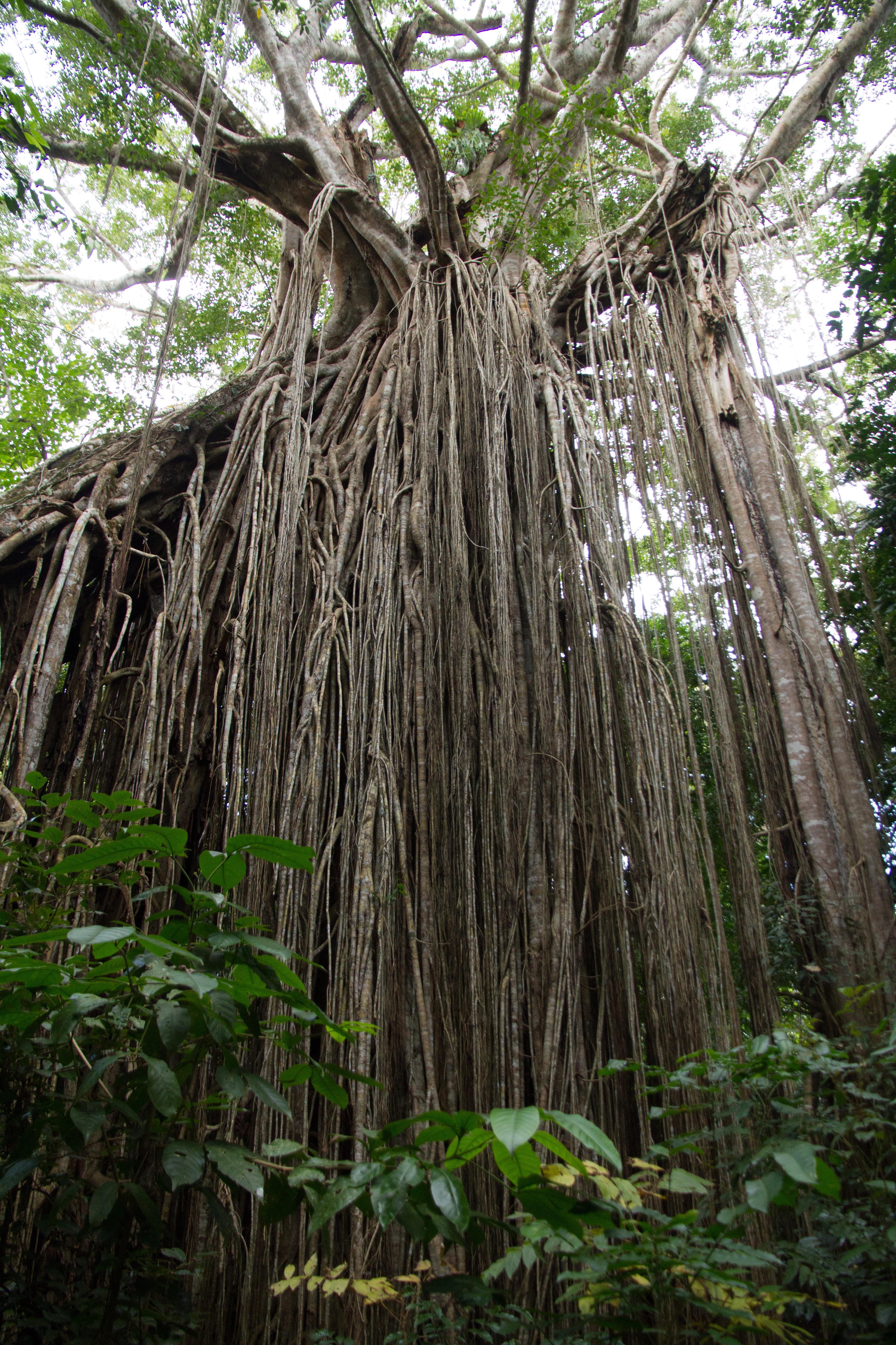大自然動物探検ツアー（高原から見る感動の星空＋オージーBBQ）