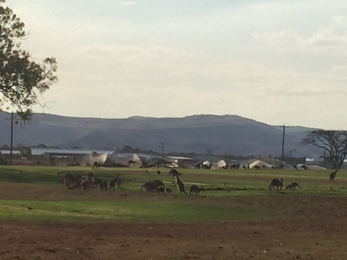 大自然動物探検ツアー（高原から見る感動の星空＋オージーBBQ）