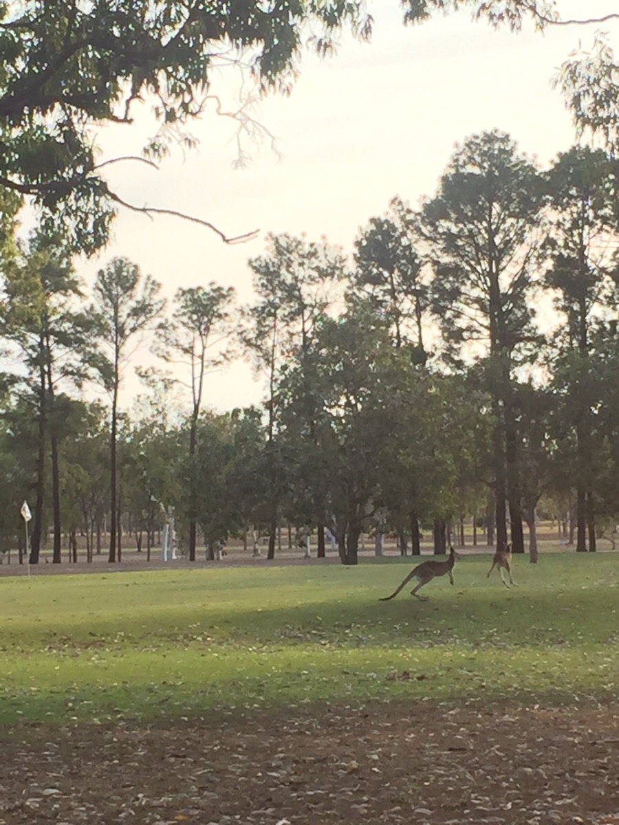 大自然動物探検ツアー（高原から見る感動の星空＋オージーBBQ）