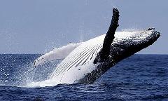 クジラウォッチングツアー【6月-10月限定！！】