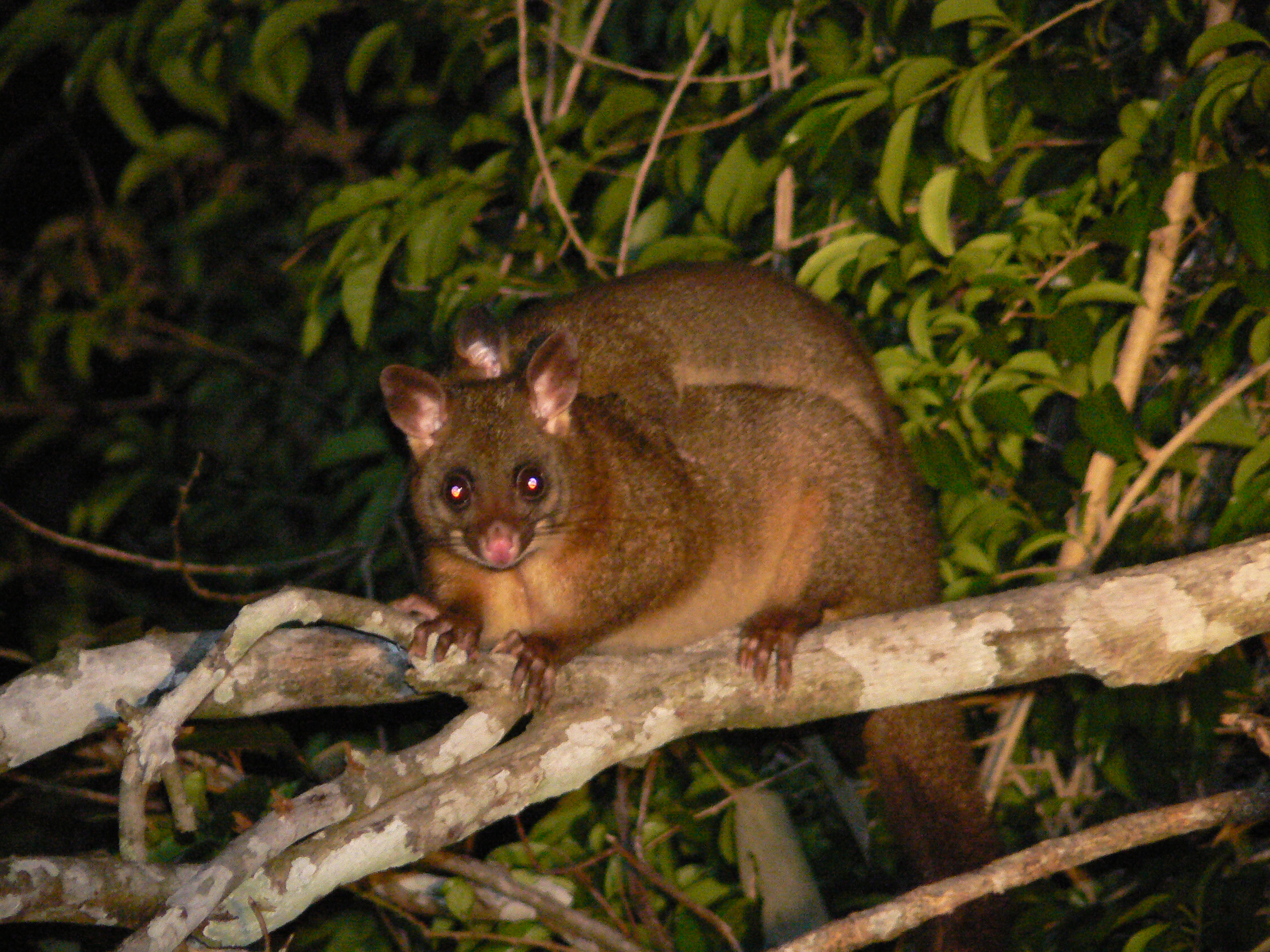 大自然動物探検ツアー（高原から見る感動の星空＋オージーBBQ）