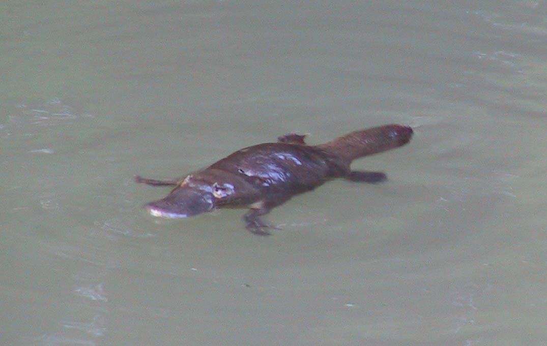 大自然動物探検ツアー（高原から見る感動の星空＋オージーBBQ）