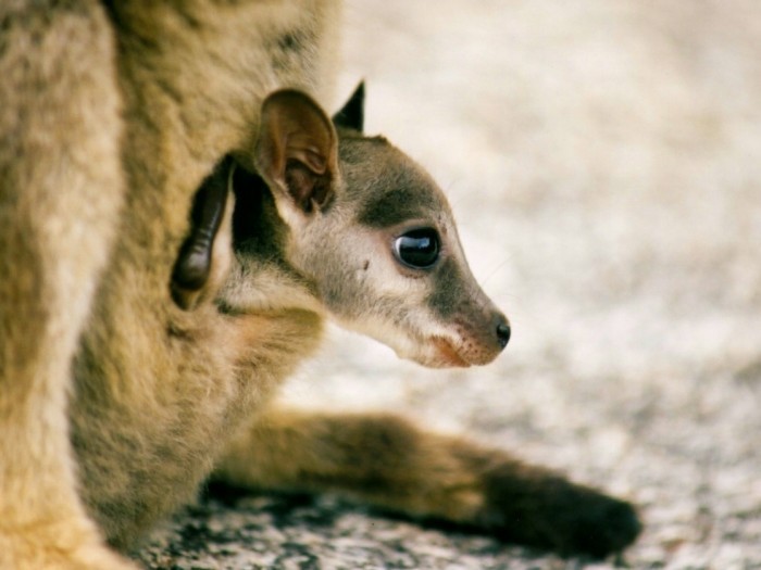 大自然動物探検ツアー（高原から見る感動の星空＋オージーBBQ）