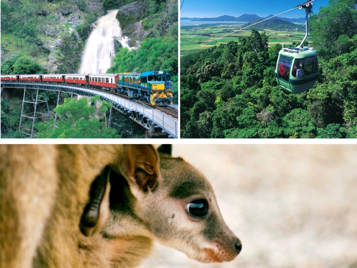 キュランダ列車＋スカイレール＋大自然動物探検ツアー（星空観測＋オージーBBQ）