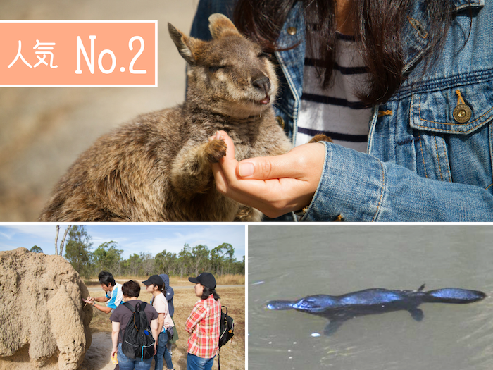 大自然動物探検ツアー（高原から見る感動の星空＋オージーBBQ）