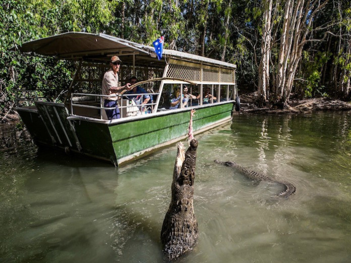 Hartley's Crocodile Adventures / Half Day Tour