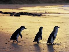 【午後発】フィリップ島ペンギンパレード＆ ワイルドライフパークツアー
