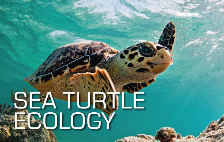 Sea Turtle Ecology