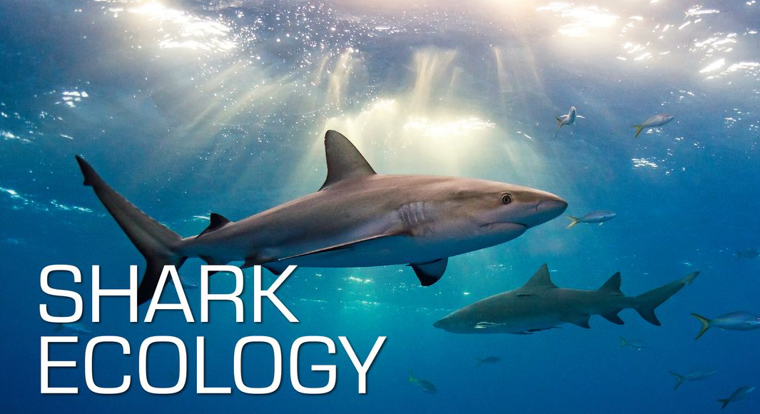 Shark Ecology Specialty