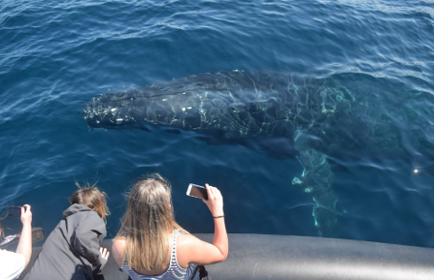 Whale Watching Safari departing Manly Wharf