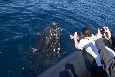 Private Whale Watching Tour