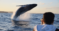 Whale Watching Safari - departing Circular Quay - resuming mid May 2019
