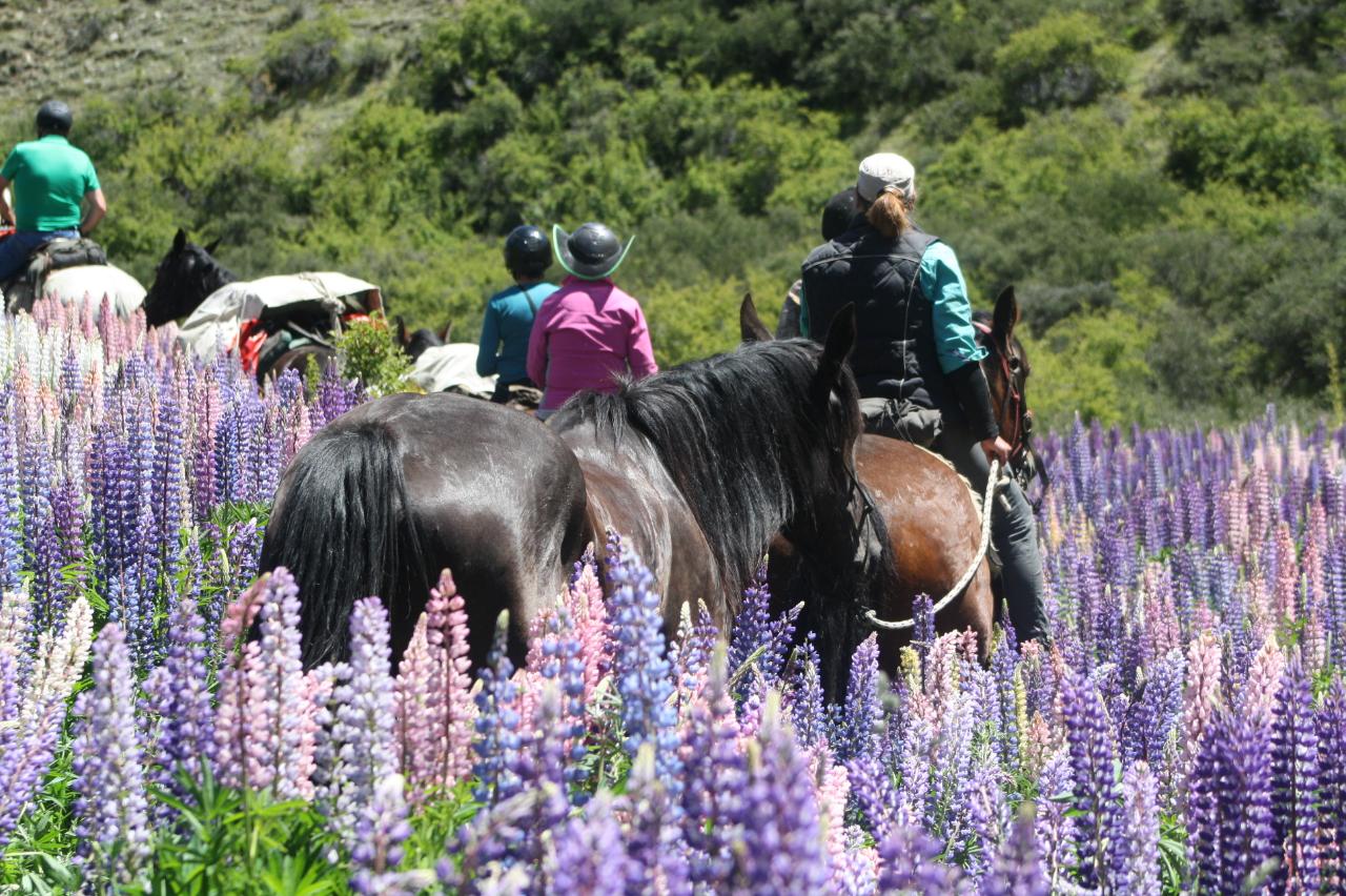 Lupin Lovers Horseback Heaven