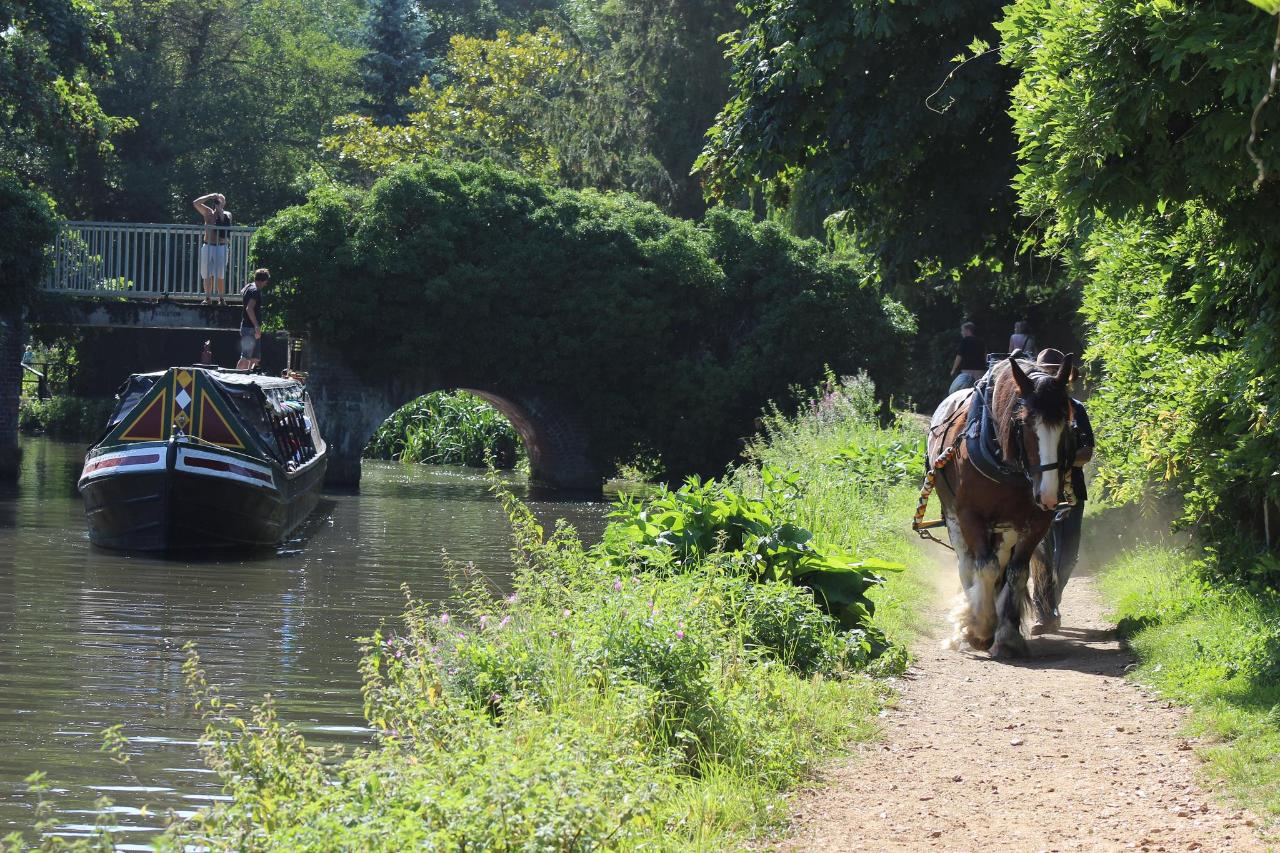 Godalming Horse Drawn Canal Boat with Cream Tea - Thu 13th June 2019