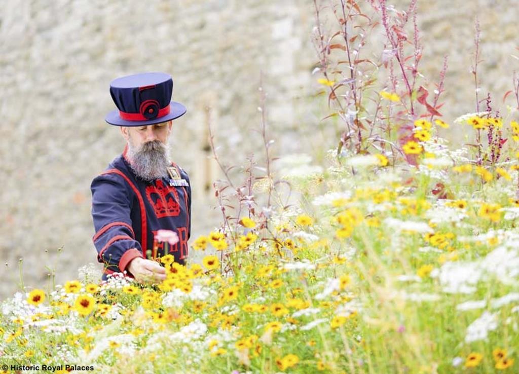 Superbloom & The Tower of London - Thu 11th Aug 2022