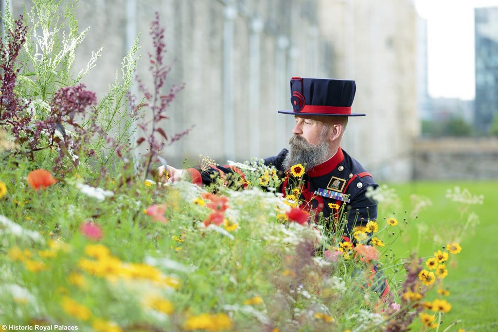 Superbloom & The Tower of London - Wed 24th Aug 2022