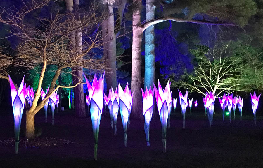 Stourhead Illuminated Light Trail NT Thu 10th Dec 2020 Highcliffe