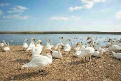 Abbotsbury Swannery & Sub Tropical Gardens - Mon 1st June 2026