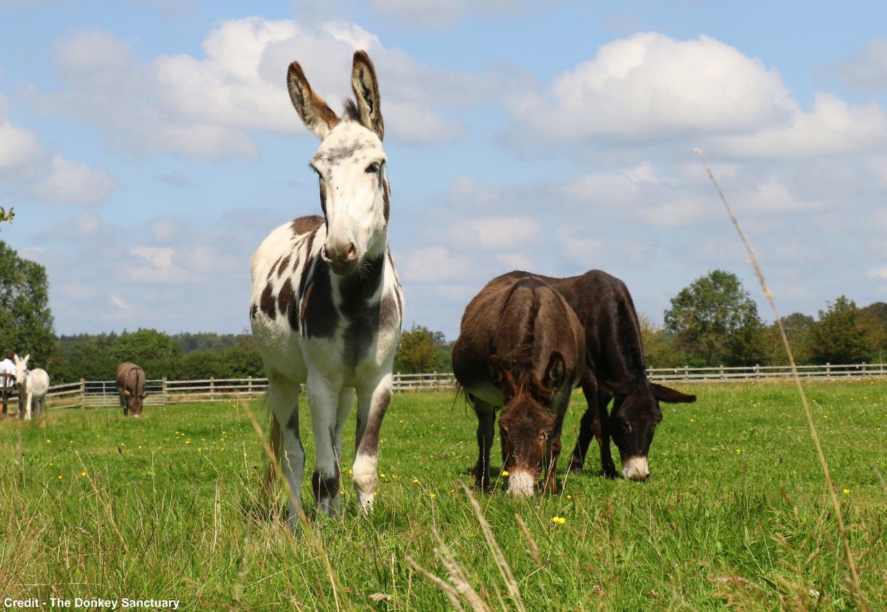 West Bay & The Donkey Sanctuary - Mon 6th July 2026