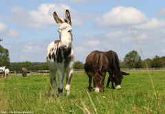 West Bay & The Donkey Sanctuary - Mon 6th July 2026
