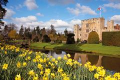 Dazzling Daffodils at Hever Castle, Kent - Wed 19th March 2025