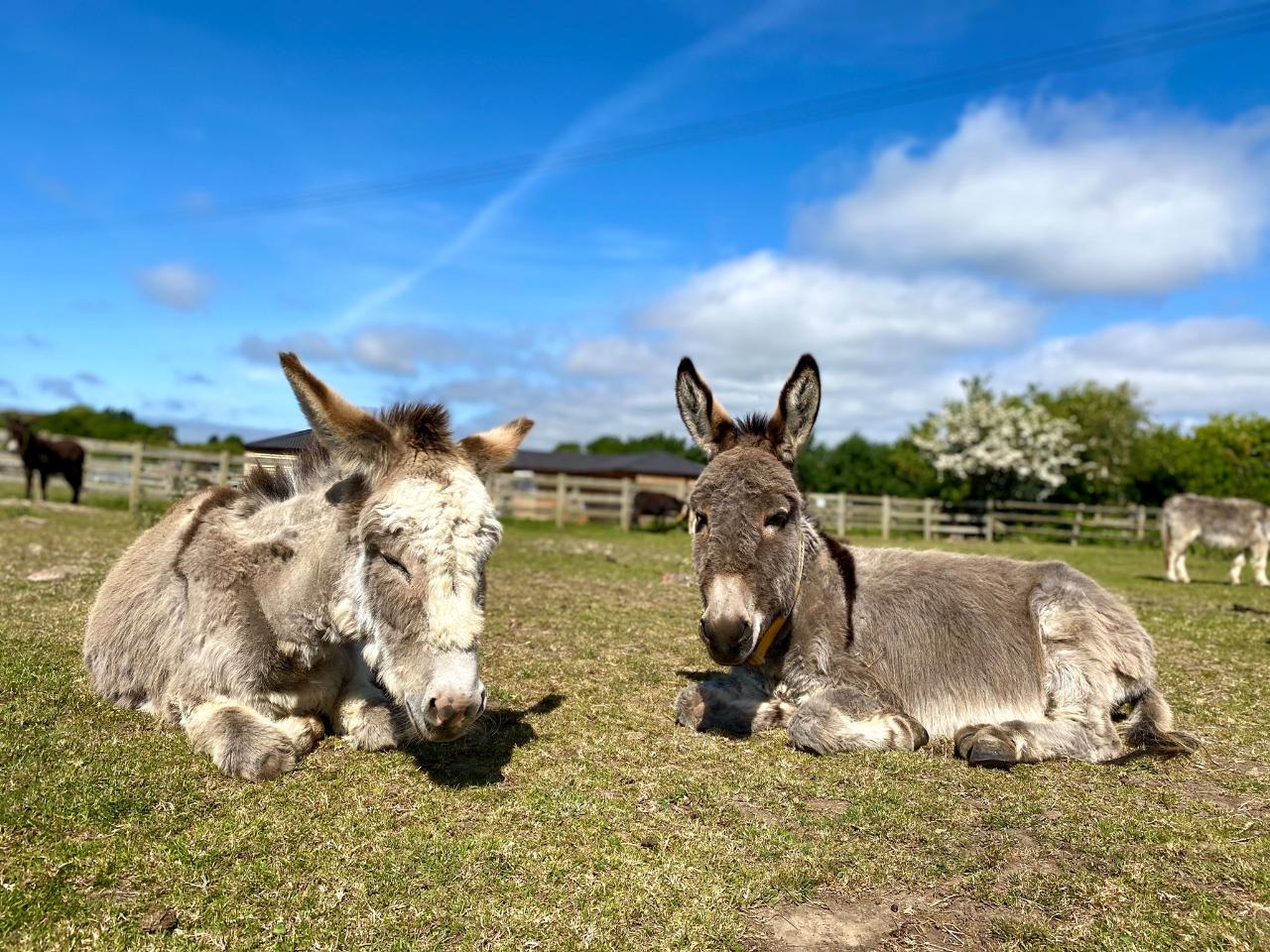 Isle of Wight - Busy Bees & Donkeys! - Tue 12th Oct 2021
