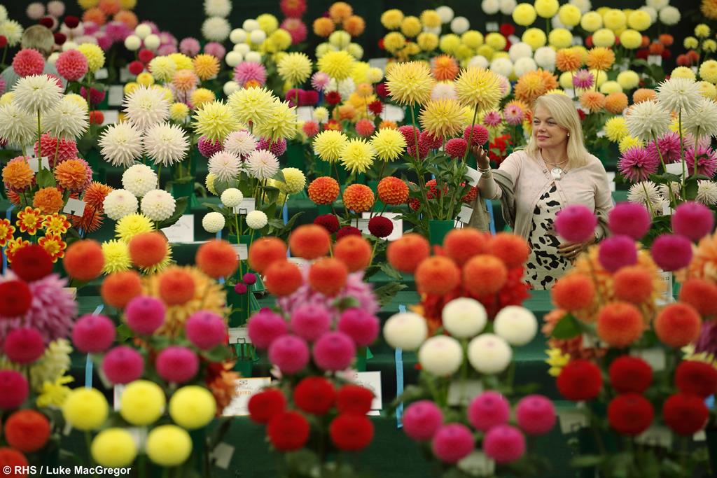 RHS Wisley Flower Show, Surrey - Wed 6th Sept 2023