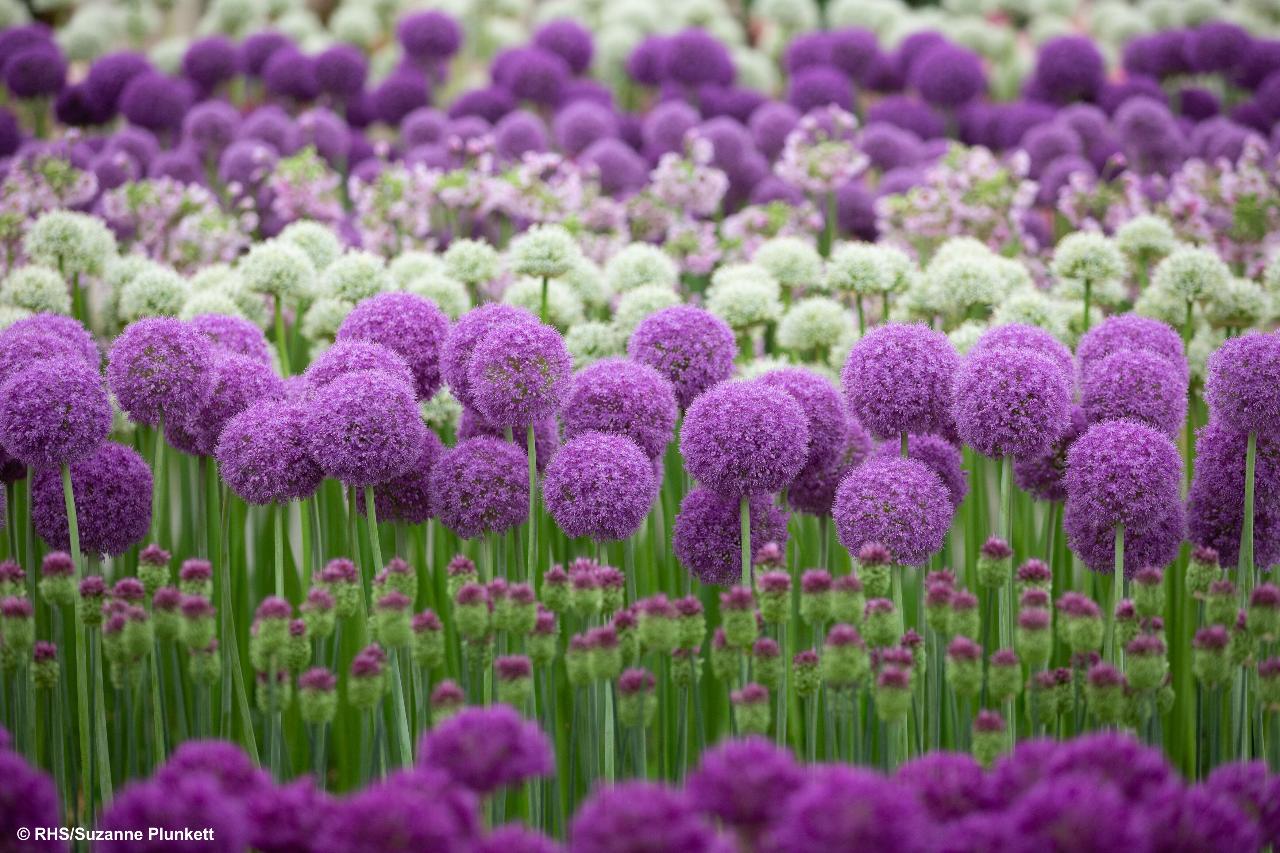 RHS Chelsea Flower Show Afternoon Entrance Thu 23rd May 2024