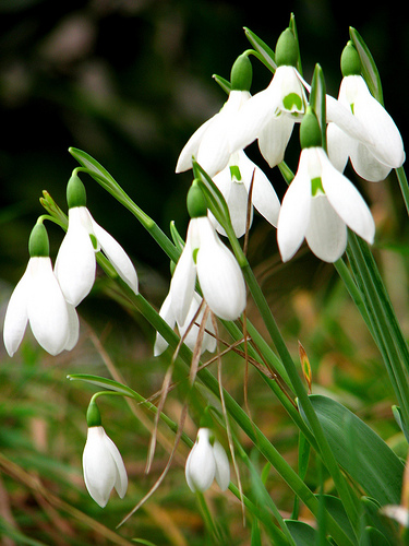 Snowdrops at Kingston Lacy - National Trust - Wed 14th Feb 2018