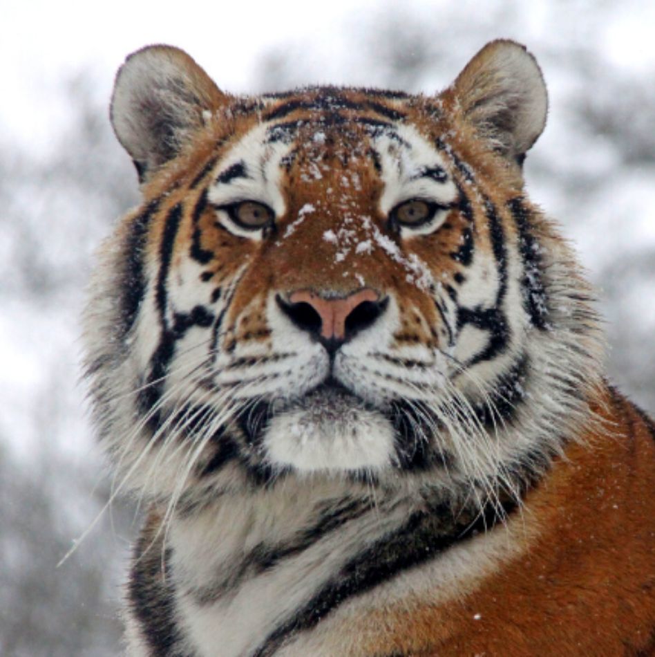 Longleat - Festival of Light - Tue 1st Dec 2026