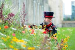 Superbloom & The Tower of London - Wed 15th June 2022